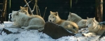 The group of arctic wolves ... 3 adults, 3 young