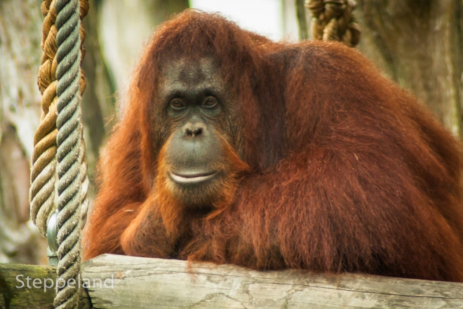 Orangutan - Read my thoughts