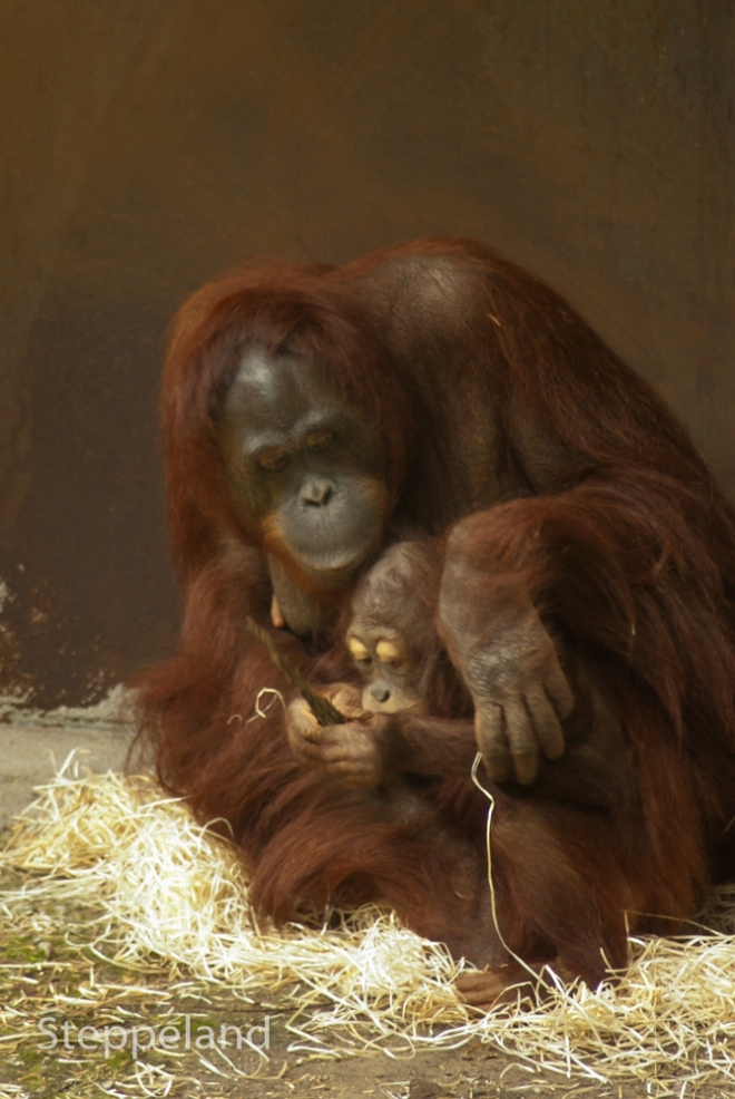 Orang Utan - mother and baby