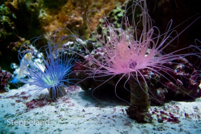 Sea Anemones, wonderful creatures of the sea